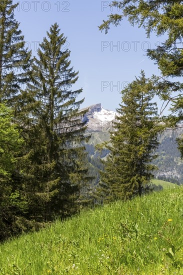 Snow-covered mountain peak of the Hoher Ifen and the Gottesacker plateau between dense coniferous forests in Kleinwalsertal, Austria