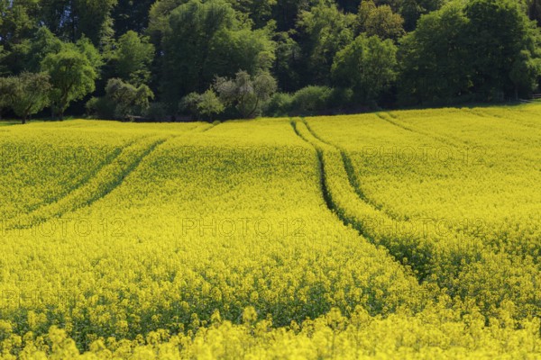 Wide yellow rape field in front of dense forest and blue sky, conveying a peaceful rural atmosphere
