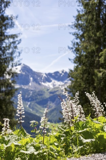 View of snow-covered mountains in the Alps and blooming flowers in the foreground, framed by dense fir trees