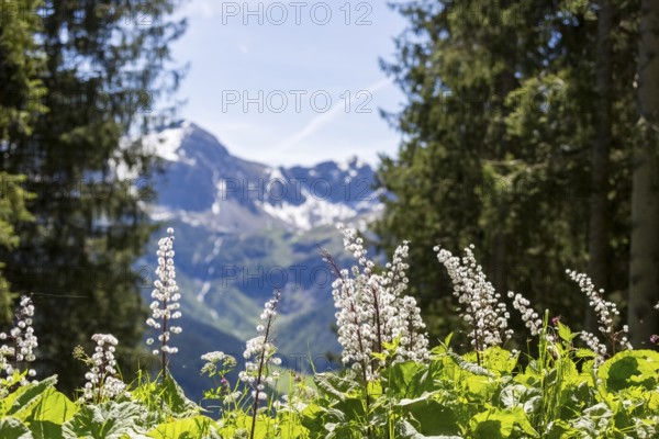 Alpine meadow in bloom with a view of snow-covered Alpine mountains and tall fir trees in the background
