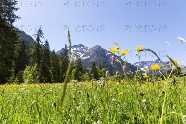Flower meadow with alpine backdrop and blue sky on a sunny day