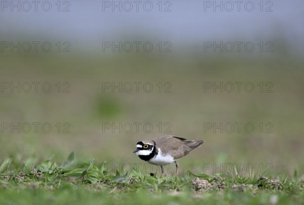 Little Ringed Plover (Charadrius dubius), Lower Rhine, North Rhine-Westphalia, Germany