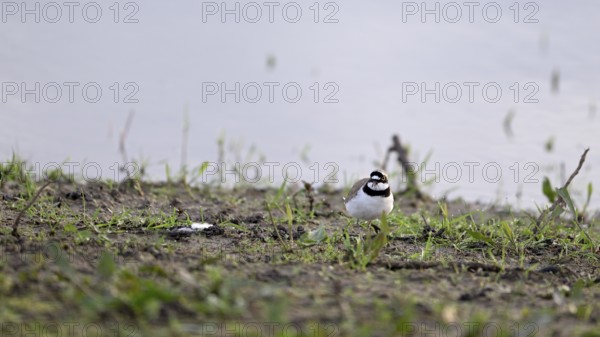 Little Ringed Plover (Charadrius dubius), at the water's edge of the Lower Rhine, North Rhine-Westphalia, Germany