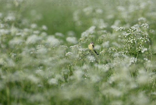 Yellow wagtail (Motacilla flava) sitting in meadow chervil (Anthriscus sylvestris), Lower Rhine, North Rhine-Westphalia, Germany