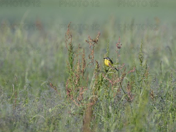 Yellow wagtail (Motacilla flava) on a plant, Lower Rhine, North Rhine-Westphalia, Germany