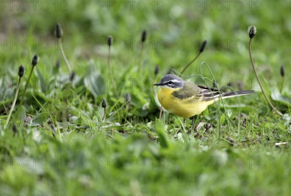 Yellow wagtail (Motacilla flava), in a meadow, Lower Rhine, North Rhine-Westphalia, Germany