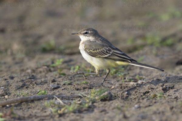 Young yellow wagtail (Motacilla flava), Lower Rhine, North Rhine-Westphalia, Germany
