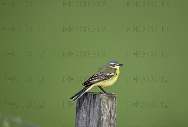 Yellow wagtail (Motacilla flava), sitting on a pole, Lower Rhine, North Rhine-Westphalia, Germany