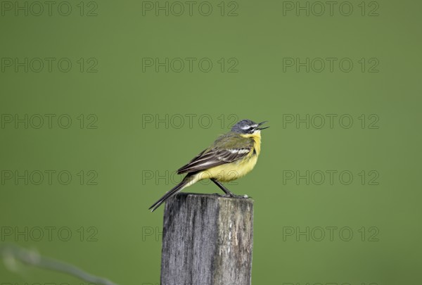 Singing grey wagtail (Motacilla flava), sitting on a pole, Lower Rhine, North Rhine-Westphalia, Germany