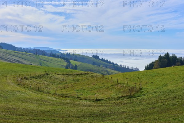 Green fields on rolling hills with scattered trees, Schauinsland, Freiburg im Breisgau, Black Forest, Baden-Württemberg, Germany