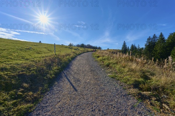 Kandel Höhenweg, leads through a peaceful landscape at the edge of the forest, Kandel, Waldkirch, Black Forest, Baden-Württemberg, Germany