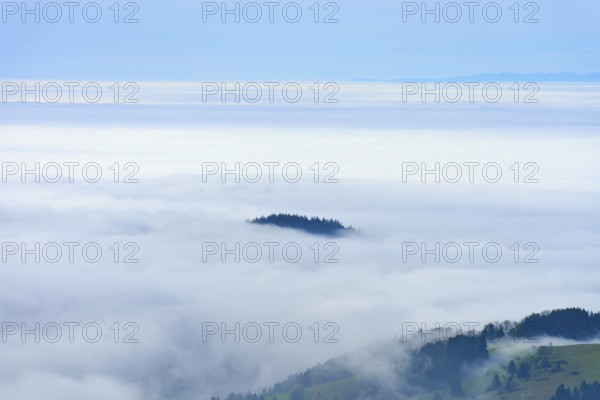 Foggy landscape with sea of clouds and scattered tree tops, Schauinsland, Freiburg im Breisgau, Black Forest, Baden-Württemberg, Germany