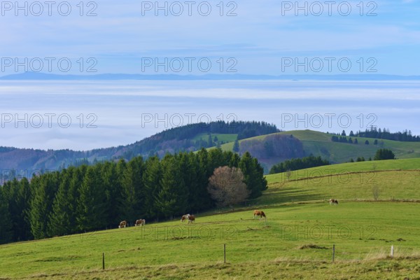 Pasture with grazing cows and trees in the background, Schauinsland, Freiburg im Breisgau, Black Forest, Baden-Württemberg, Germany
