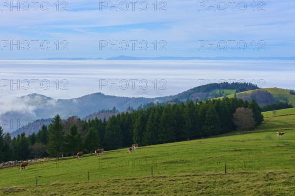 Green pastures with cows and dense forests under a blue sky, Schauinsland, Freiburg im Breisgau, Black Forest, Baden-Württemberg, Germany