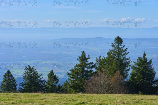 Distant view of the Rhine plain over a hilly landscape with a row of trees in the foreground, Kandel, Waldkirch, Black Forest, Baden-Württemberg, Germany