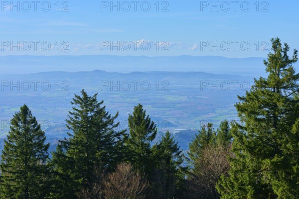 Forest landscape with a clear blue sky in the background, Rhine plain calm and relaxed atmosphere, Kandel, Waldkirch, Black Forest, Baden-Württemberg, Germany