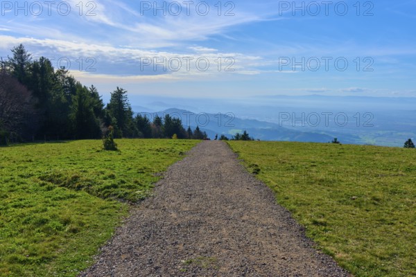 Kandelhöhenweg through green meadow under a blue sky, wide and peaceful landscape, Kandel, Waldkirch, Black Forest, Baden-Württemberg, Germany