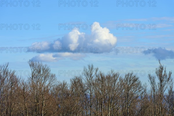Bare trees under a blue sky with white clouds, calm and autumnal atmosphere, Kandel, Waldkirch, Black Forest, Baden-Württemberg, Germany