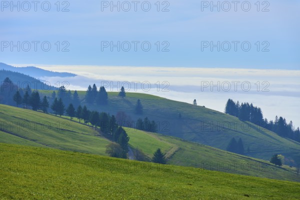 Gentle hills with green meadows and trees in front of a misty horizon, Schauinsland, Freiburg im Breisgau, Black Forest, Baden-Württemberg, Germany