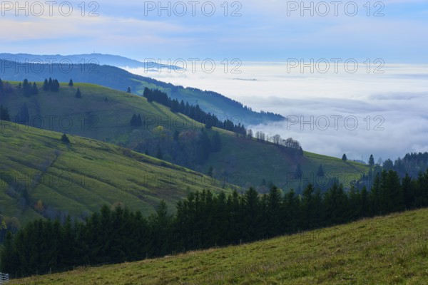 Green hills with trees and rising fog under a cloudy sky, Schauinsland, Freiburg im Breisgau, Black Forest, Baden-Württemberg, Germany