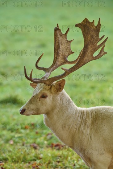Albino fallow deer (Dama dama), with impressive antlers, presents itself on a green meadow, Germany