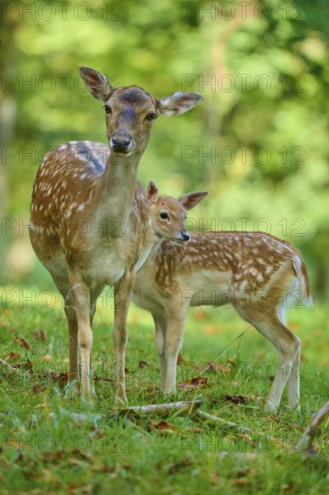 Fallow deer (Dama dama), female, lovingly protecting her fawn in the forest, Germany