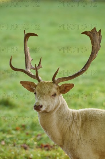 Fallow deer (Dama dama), albino fallow deer with large antlers, standing attentively on a green meadow, Germany