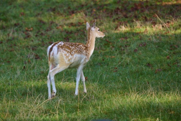 Fallow deer (Dama dama), female, standing sideways in a meadow in the play of light and shadow, Germany