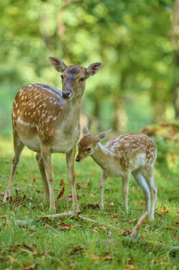 Fallow deer (Dama dama), female with young, in the forest showing loving attachment, Germany