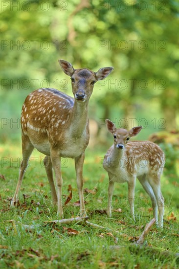 Fallow deer (Dama dama), female, standing protectively with her fawn in a green forest, Germany