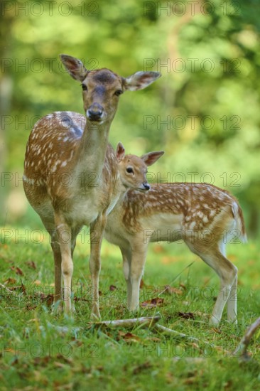 Fallow deer (Dama dama), female, lovingly protecting her fawn, on a green meadow, Germany