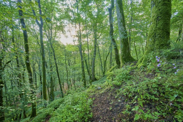 Dense forest with moss-covered trees, summer, Katzenbuckel, Waldbrunn, Neckar-Odenwald-Kreis, Odenwald, Baden-Württemberg, Germany