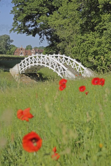 UNESCO Luisium, white arched bridge with poppies and neo-Gothic stud farm, idyll, Dessau-Wörlitz Garden Kingdom, Dessau, Dessau-Roßlau, Saxony-Anhalt, Germany