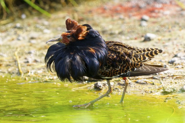 Colourful bird striding dynamically through greenish water in a lively environment, Ruff (Calidris pugnax, Syn.: Philomachus pugnax), France