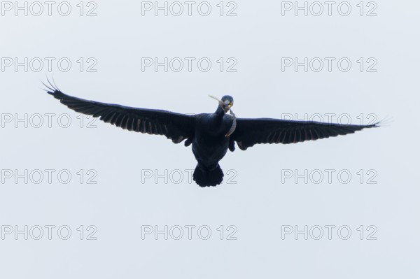 Black cormorant with outstretched wings in flight in the sky, Cormorant, (Phalacrocorax carbo), wildlife, France