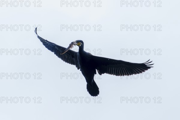 Flying cormorant with a fish in its beak against the sky, Cormorant, (Phalacrocorax carbo), wildlife, France