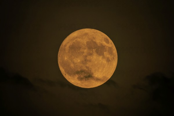 Yellow full moon shines calmly in the nightly darkness, full moon, strawberry moon 2025, Germany
