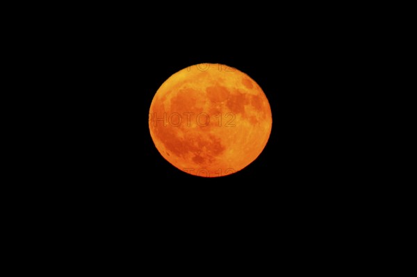 Intensely glowing orange full moon in the night sky, full moon, strawberry moon 2025, Vosges, France