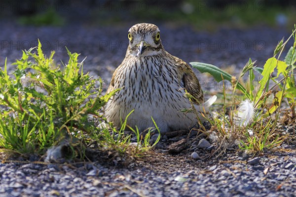 A bird sits vigilantly on the ground, surrounded by plants and gravel, Stone Curlew (Burhinus oedicnemus), France