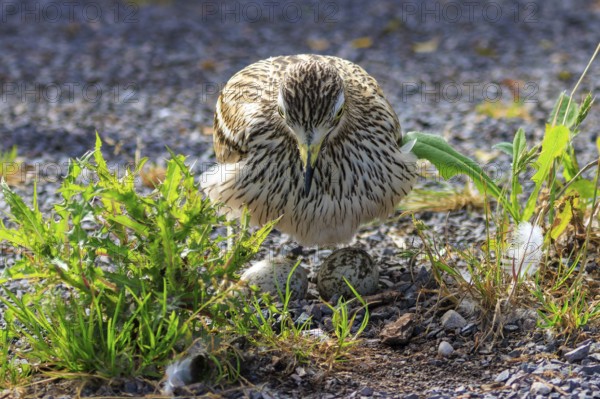 A bird sitting on an egg on a gravelled ground, surrounded by green plants, Stone Curlew (Burhinus oedicnemus), France
