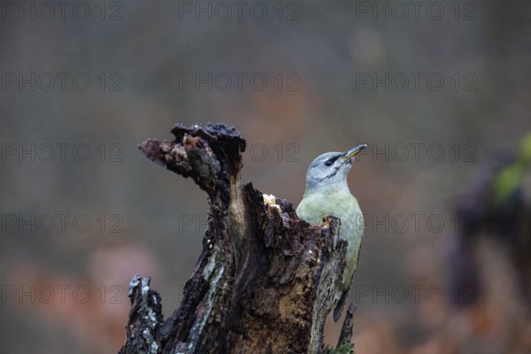 Grey-headed Woodpecker (Picus canus) wbl Germany