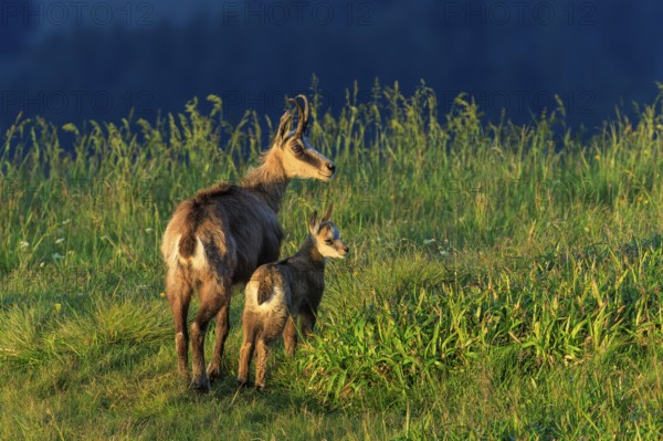 A chamois with its young stands in a meadow in the evening light, chamois, chamois, (Rupicapra rupicaprae), wildlife, Vosges, France