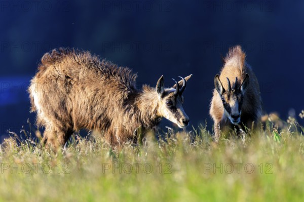 Two chamois graze in an open field and are illuminated by the sun, chamois, chamois, (Rupicapra rupicaprae), wildlife, Vosges, France
