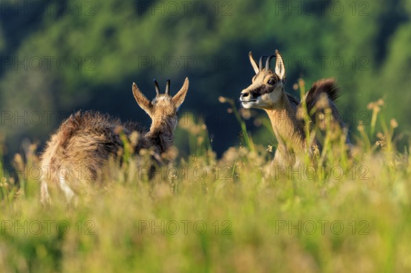 Two chamois standing in a green meadow in summer nature, chamois, chamois, (Rupicapra rupicaprae), wildlife, Vosges, France