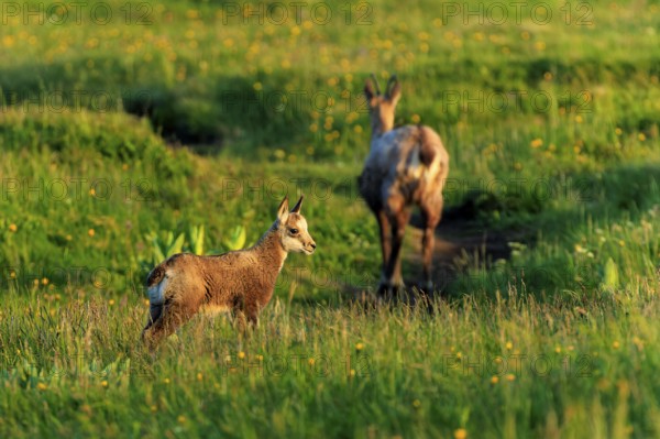 A young chamois stands on a flowering meadow in the evening light, chamois, chamois, (Rupicapra rupicaprae), wildlife, Vosges, France