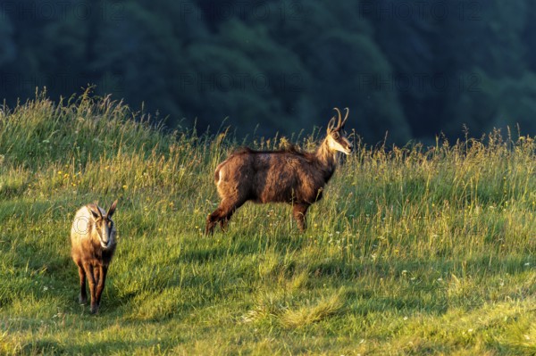 Two chamois wandering across a green meadow in the evening light, chamois, chamois, (Rupicapra rupicaprae), wildlife, Vosges, France