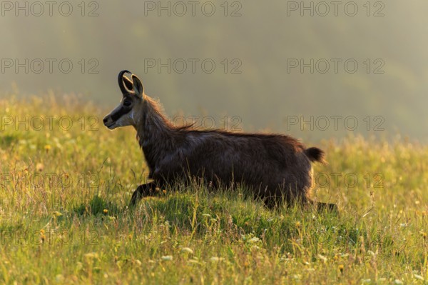 A chamois leaps through a sunny meadow in the evening light, chamois, chamois, (Rupicapra rupicaprae), wildlife, Vosges, France