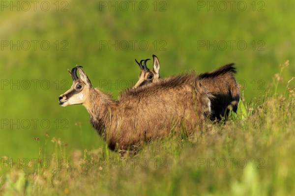 Two chamois looking attentively into the distance on a green meadow, chamois, chamois, (Rupicapra rupicaprae), wildlife, Vosges, France