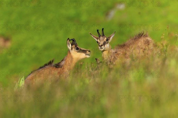 Two chamois communicating in a green landscape, chamois, chamois, (Rupicapra rupicaprae), wildlife, Vosges, France