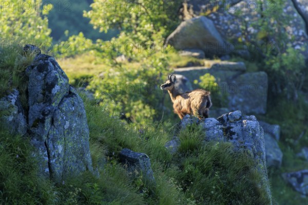 A chamois stands on a rocky outcrop in the morning light, chamois, chamois, (Rupicapra rupicaprae), wildlife, Vosges, France